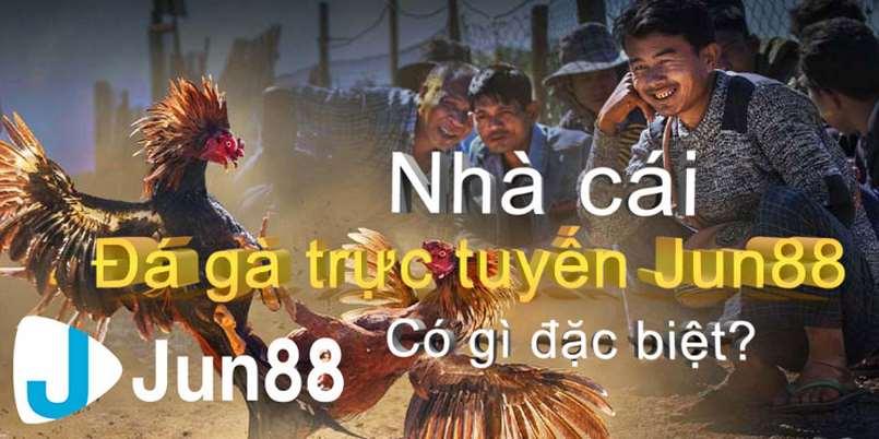 Đá gà online Jun88 có điều gì đặc biệt